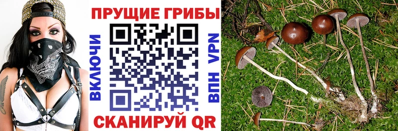 цена наркотик  Менделеевск  Галлюциногенные грибы GOLDEN TEACHER 